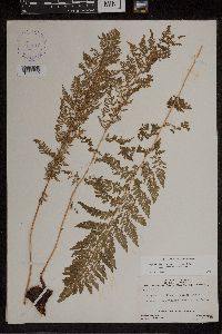 Athyrium alpestre image