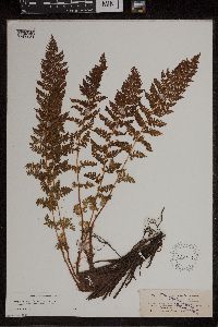 Athyrium alpestre image