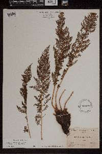 Athyrium alpestre image