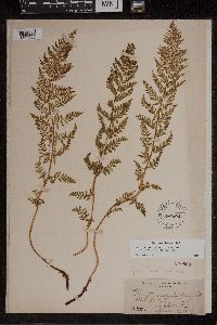 Athyrium alpestre image