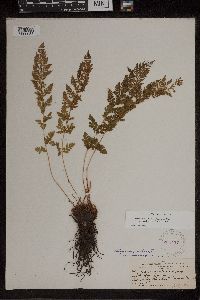 Athyrium alpestre image