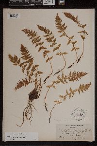 Athyrium alpestre image