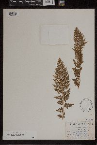 Athyrium alpestre image