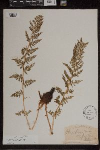 Athyrium alpestre image