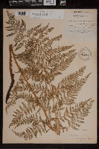 Athyrium alpestre image