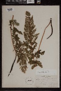 Athyrium alpestre image