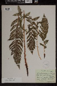 Athyrium alpestre image