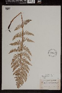 Athyrium alpestre image