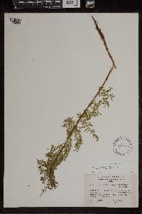 Athyrium alpestre image