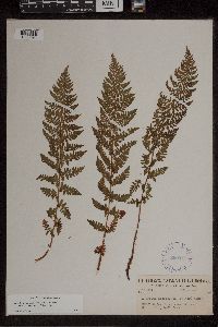 Athyrium alpestre image