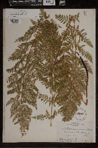 Athyrium alpestre image
