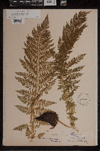 Athyrium alpestre image