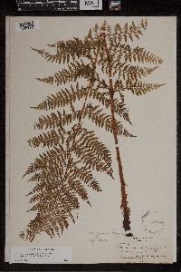 Athyrium alpestre image