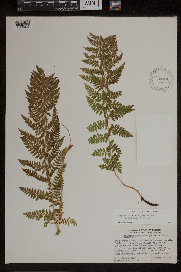 Athyrium alpestre image