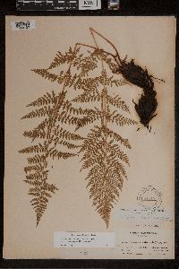 Athyrium alpestre image