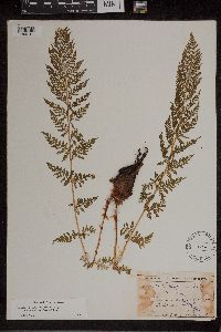 Athyrium alpestre image