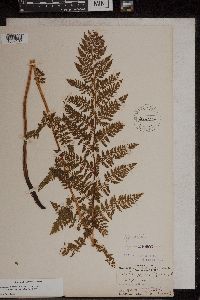Athyrium alpestre image