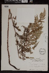 Athyrium alpestre image