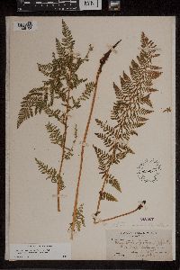 Athyrium alpestre image