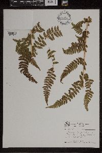 Athyrium alpestre image