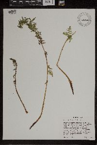 Athyrium alpestre image