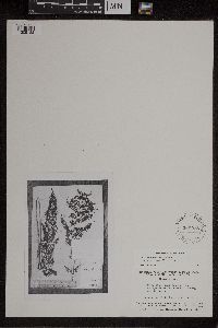 Thumbnail image of current specimen