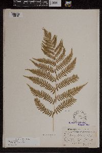Athyrium filix-femina image