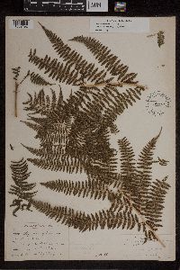 Athyrium filix-femina image