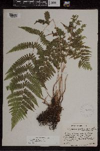 Athyrium filix-femina image