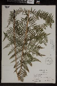 Athyrium filix-femina image