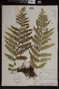 Athyrium filix-femina image