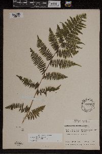 Athyrium filix-femina image