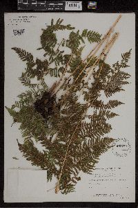 Athyrium filix-femina image