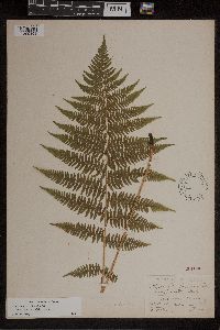 Athyrium filix-femina image