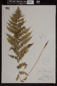 Athyrium filix-femina image