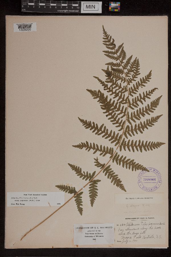 Athyrium filix-femina image