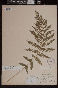 Athyrium filix-femina image