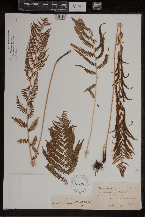 Athyrium filix-femina image