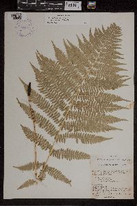 Athyrium filix-femina image