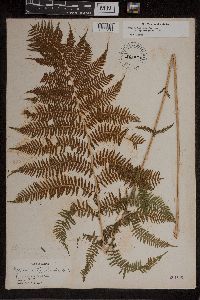 Athyrium filix-femina image