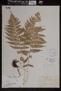 Athyrium filix-femina image