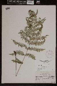 Athyrium filix-femina image