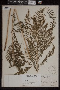 Athyrium filix-femina image