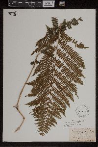 Athyrium filix-femina var. angustum image