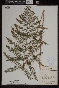 Athyrium filix-femina var. angustum image