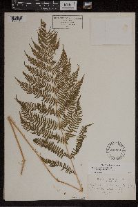 Athyrium filix-femina var. angustum image