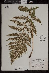 Athyrium filix-femina var. angustum image
