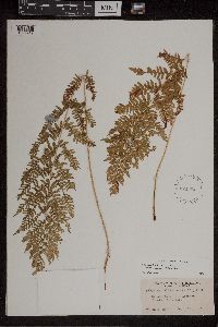 Athyrium filix-femina var. angustum image