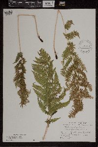 Athyrium filix-femina var. angustum image