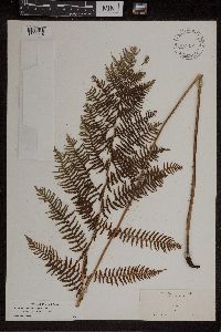 Athyrium filix-femina var. angustum image